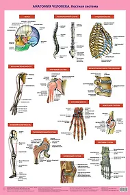 Купить Анатомия человека. Костная система (ПВХ-рукав) — Фото №1
