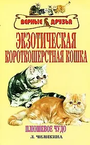 Купить Экзотерическая короткошерстная кошка — Фото №1