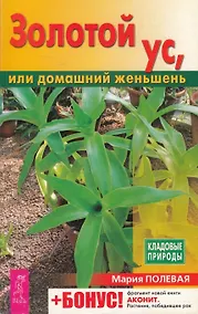 Купить Золотой ус, или домашний женьшень — Фото №1