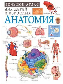 Купить Анатомия — Фото №1