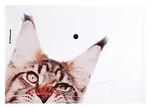 Купить Папка-конверт А4 на кнопке "Hiding Cats", ассорти, ERICH KRAUSE — Фото №1