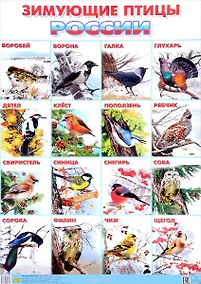 Купить Плакат.Зимующие птицы Росии (550х774 мм) — Фото №1
