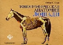 Купить Аквар.Топографич.анатомия лоша — Фото №1