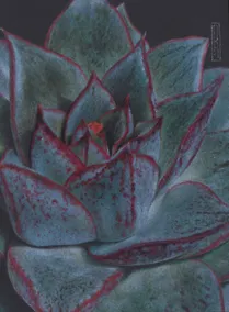 Купить Записная книжка А6 80л кл. "Succulent (Эксклюзив)" инт.переплет, soft-touch, офсет — Фото №1