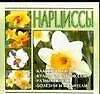 Купить Нарциссы — Фото №1