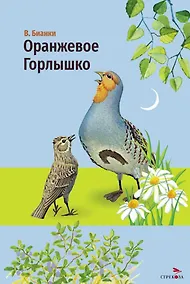 Купить Оранжевое горлышко. Сказка — Фото №1