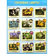 Купить Развивающие плакаты. Полевые цветы — Фото №1