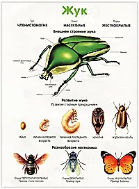 Купить Саранча. Жук. Плакат двухсторонний — Фото №1