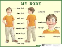Купить My body. Строение тела человека. Наглядное пособие для начальной школы — Фото №1