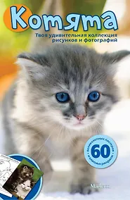 Купить Котята — Фото №1