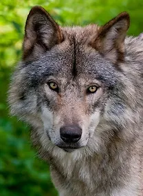 Купить Холст с красками по номерам 40х50см ТМ Рыжий кот (в коробке) (24цв.) Волчий взгляд (Арт. Х-2990) — Фото №1