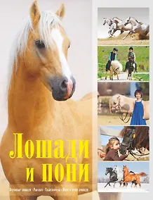 Купить Лошади и пони — Фото №1