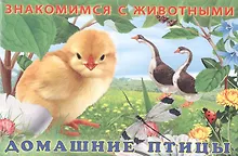 Купить Домашние птицы — Фото №1