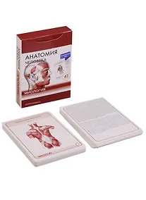Купить Анатомия человека. Миология. Интенсивный курс (43 карт) — Фото №1