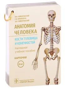 Купить Анатомия человека. Кости туловища и конечностей. Наглядное учебное пособие. Карточки — Фото №1