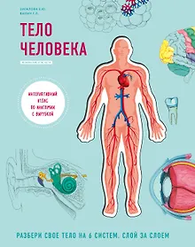 Купить Тело человека. Интерактивный атлас по анатомии с вырубкой. Разбери свое тело на 6 систем. Слой за слоем — Фото №1