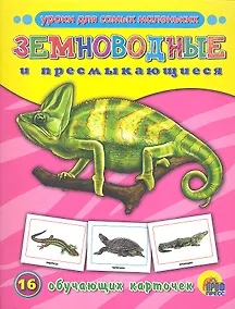 Купить ОБУЧАЮЩИЕ КАРТОЧКИ. ЗЕМНОВОДНЫЕ И ПРЕСМЫКАЮЩИЕСЯ — Фото №1