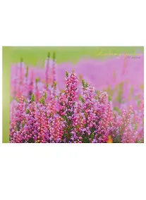 Купить Альбом для рисования Unnika, "Сиреневый луг", А4, 40 листов, на склейке — Фото №1