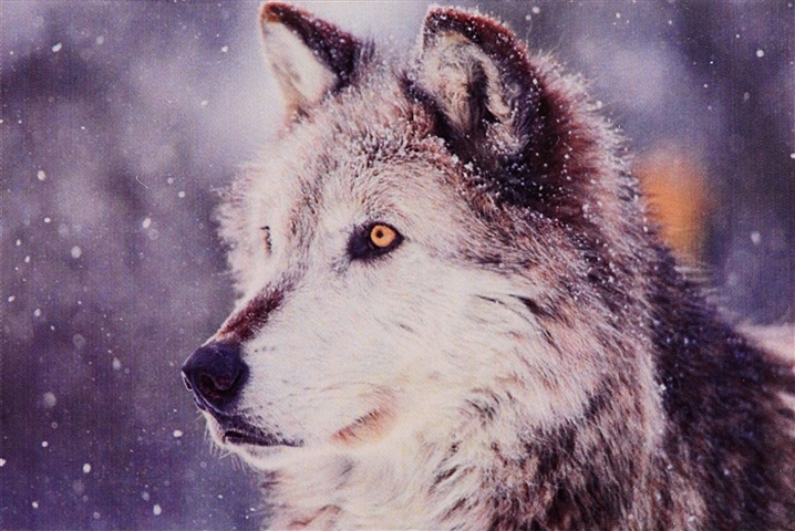 Алмазная мозаика на подрамнике Волк в снегу, 30х40 см