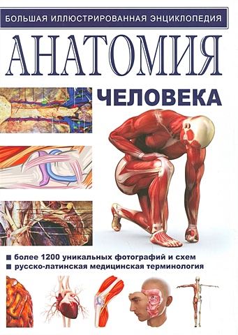 Анатомия человека уокер ричард анатомия человека
