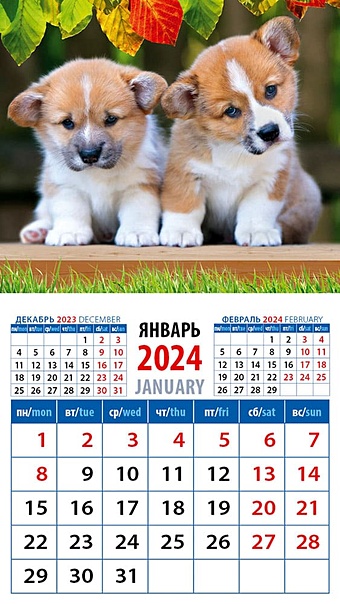 Календарь 2024г 94*167 Забавные щенки корги на магните
