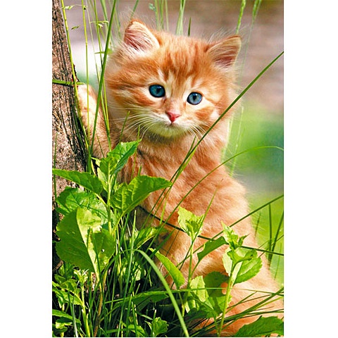 В мире животных. Котенок в траве ПАЗЛЫ СТАНДАРТ-ПЭК в мире животных милый котенок пазлы стандарт пэк