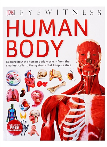 Human Body dkfindout human body poster
