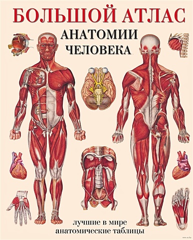 Большой атлас анатомии человека набор большой атлас анатомии человека фигурка уточка тёмный герой