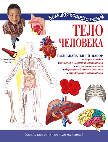 система костей строение скелета плакат Тело человека. Познавательный набор