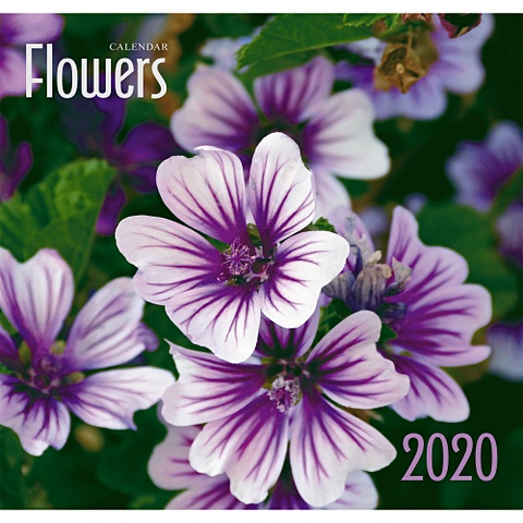 Фиолетовые цветы сет мечтай ассорти чая для самых дерзких и романтичных натур
