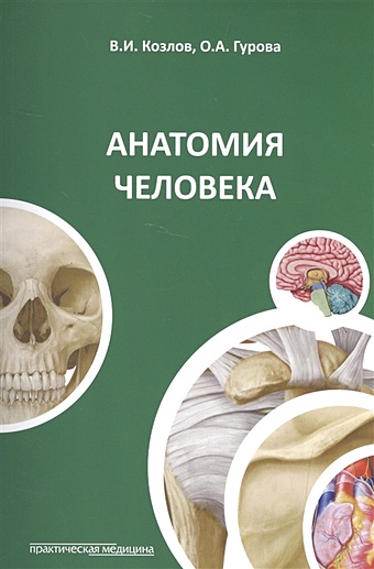 Козлов В., Гурова О. Анатомия человека в и козлов о а гурова анатомия человека