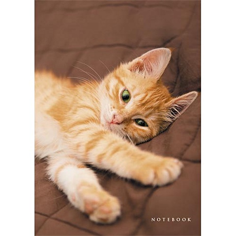 Живая планета. Рыжий котенок КНИГИ ДЛЯ ЗАПИСЕЙ А6 (7БЦ) живая планета котенок с бантиком книги для записей а6 7бц
