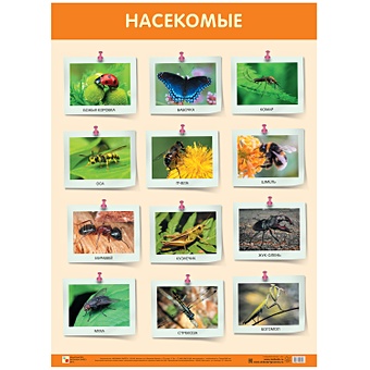 Развивающие плакаты. Насекомые плакат насекомые 9785978008524