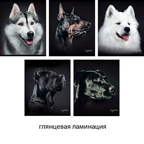 Собаки (портреты) 96л., 5 видов ТЕТРАДИ А5 (*скрепка) 96Л. Обложка: ламинирование