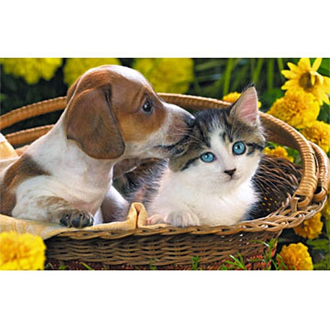 В мире животных. Котенок и щенок (в корзинке) ПАЗЛЫ СТАНДАРТ-ПЭК пазлы 1000 котенок в корзинке