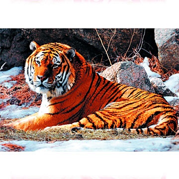 В мире животных.Тигр (NEW) ПАЗЛЫ СТАНДАРТ-ПЭК в мире животных тигр new пазлы стандарт пэк