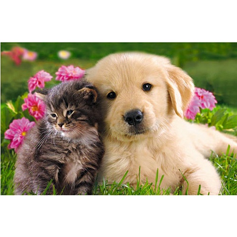 В мире животных. Котенок и щенок на травке ПАЗЛЫ СТАНДАРТ-ПЭК в мире животных милый котенок пазлы стандарт пэк