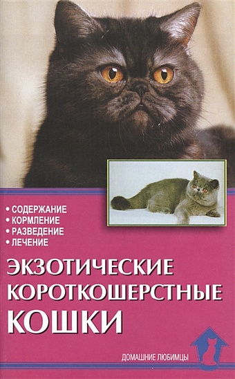 Экзотические короткошерстные кошки пухова олеся александровна британские короткошерстные кошки