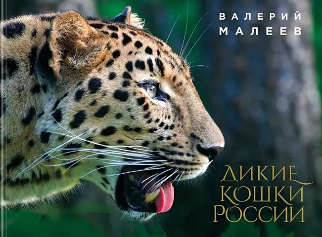 Малеев Валерий Геннадьевич Дикие кошки России: иллюстрированный авторский фотоальбом фигурка амурский леопард