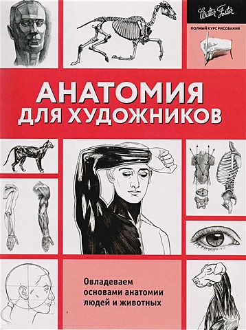 анатомия для художников Анатомия для художников