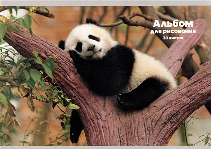 Альбом для рисования 30л А4 Панда на дереве скрепка, мел.картон, выб.лак сумка панда на дереве оранжевый