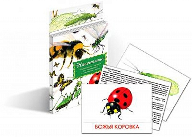 Насекомые. Дидактические карточки для ознакомления с окружающим миром насекомые дидактические карточки для ознакомления с окружающим миром