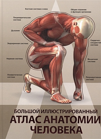 Большой иллюстрированный атлас анатомии человека набор большой атлас анатомии человека фигурка уточка тёмный герой