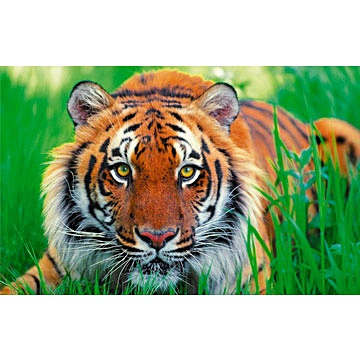 В мире животных. Притаившийся тигр ПАЗЛЫ СТАНДАРТ-ПЭК в мире животных олененок пазлы стандарт пэк