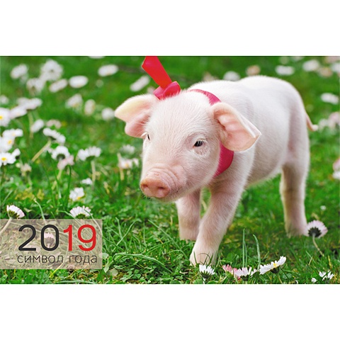 символ года розовый пятачок календари 2019  квартальные Символ года. Поросёнок на прогулке ***КАЛЕНДАРИ 2019_ КВАРТАЛЬНЫЕ