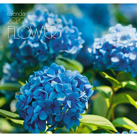Цветы. Голубая гортензия сет мечтай ассорти чая для самых дерзких и романтичных натур