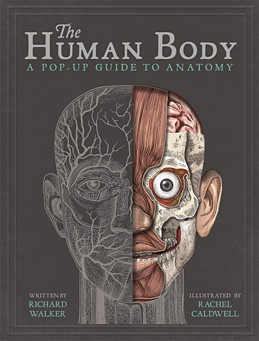 Уокер Р. The Human Body walker richard woodward john brown shaila human body a children s encyclopedia