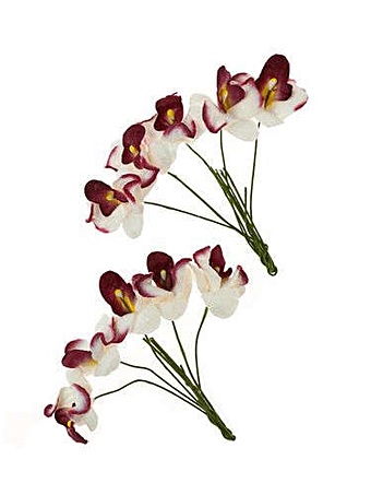 Орхидеи, набор 10шт БЕЛЫЕ С БОРДОВЫМ