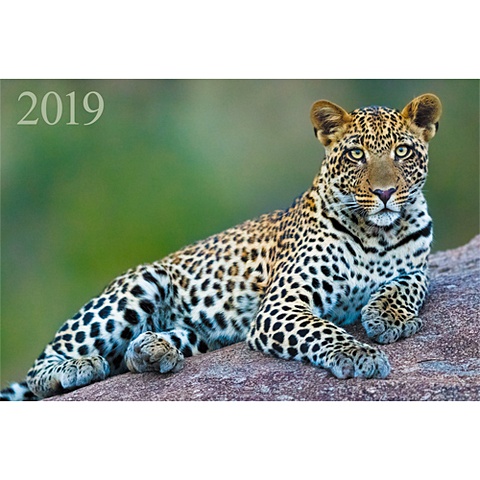 Дикие животные. Изящный леопард ***КАЛЕНДАРИ 2019_ КВАРТАЛЬНЫЕ дикие животные любознательный енот календари 2019  квартальные