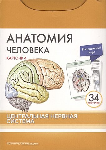 Сапин М., Николенко В., Тимофеева М. Анатомия человека. Центральная нервная система. 34 карточки анатомия человека черепные нервы вегетативная нервная система карточки